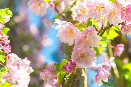 Blossom tree close up Stock Photo - Budget Royalty-Free & Subscription, Code: 400-06798036