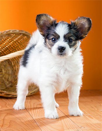 simsearch:400-08402912,k - Papillon Puppy standing near wicker basket on a orange background Stock Photo - Budget Royalty-Free & Subscription, Code: 400-06791606