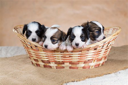 simsearch:400-05722359,k - Four little Papillon puppy in a wicker basket Stock Photo - Budget Royalty-Free & Subscription, Code: 400-06791609