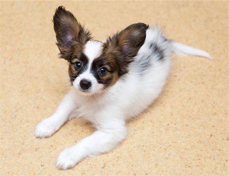 simsearch:400-06641109,k - Small Papillon puppy lying on the floor Stock Photo - Budget Royalty-Free & Subscription, Code: 400-06791614