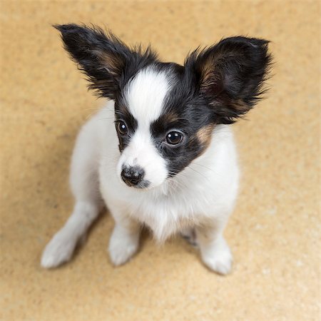 simsearch:400-08402912,k - Cute Puppy Papillon sitting on linoleum floor Stock Photo - Budget Royalty-Free & Subscription, Code: 400-06791615