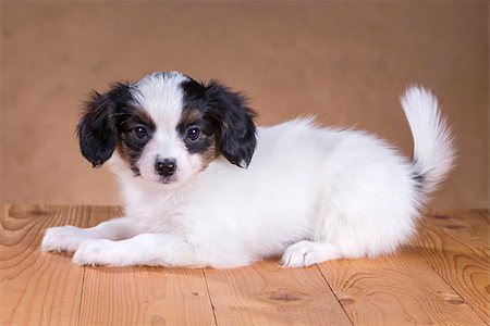 simsearch:400-06641109,k - portrait of a cute little puppy Papillon Stock Photo - Budget Royalty-Free & Subscription, Code: 400-06791612