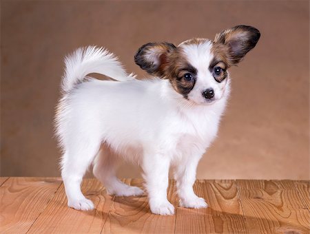 simsearch:400-08402912,k - portrait of a cute little puppy Papillon Stock Photo - Budget Royalty-Free & Subscription, Code: 400-06791613
