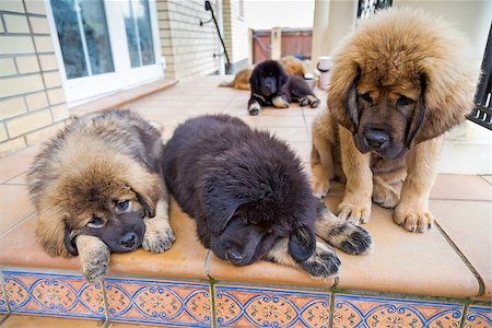 simsearch:400-08402912,k - Five Tibetan Mastiff puppies around a country house Stock Photo - Budget Royalty-Free & Subscription, Code: 400-06791621