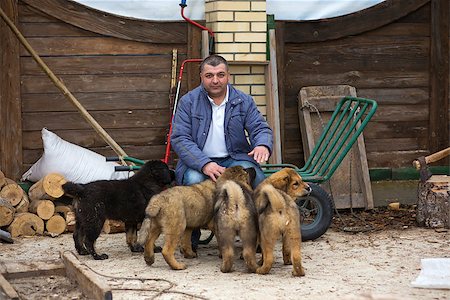 simsearch:400-06641109,k - middle-aged man with puppies breed Tibetan Mastiff Stock Photo - Budget Royalty-Free & Subscription, Code: 400-06791622