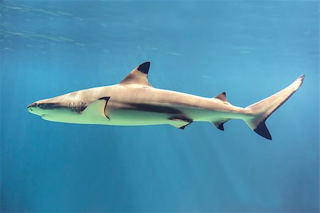 sharks people - Picture of a floating shark in ocean Stock Photo - Budget Royalty-Free & Subscription, Code: 400-06792936