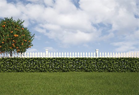 photo picket garden - Garden with white fence and hedge - rendering Stock Photo - Budget Royalty-Free & Subscription, Code: 400-06793058