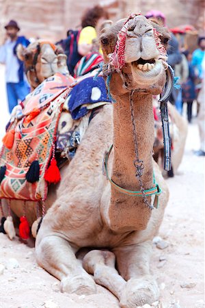 Portrait of a camel covered by colorful rugs in Petra, Jordan Stock Photo - Budget Royalty-Free & Subscription, Code: 400-06793156