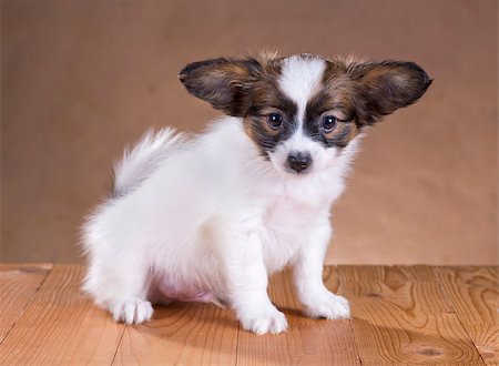 simsearch:400-05722359,k - portrait of a cute little puppy Papillon Stock Photo - Budget Royalty-Free & Subscription, Code: 400-06854905