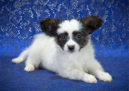 simsearch:400-05722359,k - Puppy of breed papillon on a  blue background Stock Photo - Budget Royalty-Free & Subscription, Code: 400-06854902