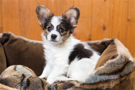 simsearch:400-06641109,k - Papillon Puppy in bed on wooden background Stock Photo - Budget Royalty-Free & Subscription, Code: 400-06855314