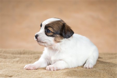 simsearch:400-05722359,k - portrait of a cute little puppy Papillon Stock Photo - Budget Royalty-Free & Subscription, Code: 400-06855315