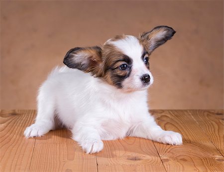 simsearch:400-06641109,k - portrait of a cute little puppy Papillon Stock Photo - Budget Royalty-Free & Subscription, Code: 400-06855316