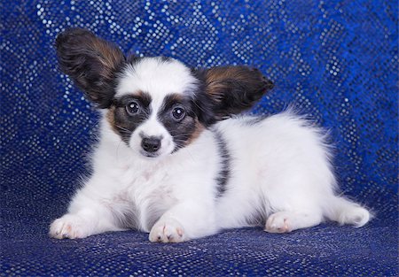 simsearch:400-05722359,k - Puppy of breed papillon on a  blue background Stock Photo - Budget Royalty-Free & Subscription, Code: 400-06855320