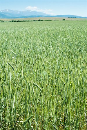 Green wheat field. Mountain on the background Stock Photo - Budget Royalty-Free & Subscription, Code: 400-06856006