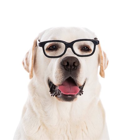 Portrait of a beautiful labrador retriever wearing glasses Photographie de stock - Aubaine LD & Abonnement, Code: 400-06857954