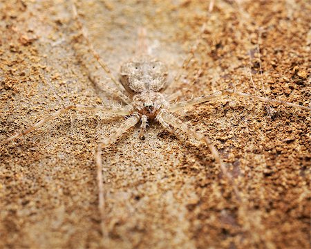 a twin tailed spider camouflaged on the bark of a tree Stock Photo - Budget Royalty-Free & Subscription, Code: 400-06858810