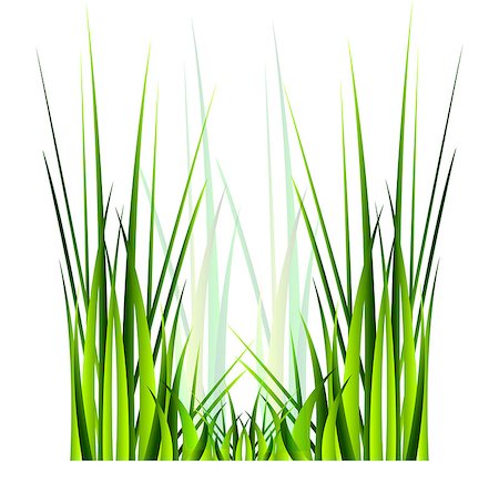 Vector green grass. Isolation over white background. Photographie de stock - Aubaine LD & Abonnement, Code: 400-06851111