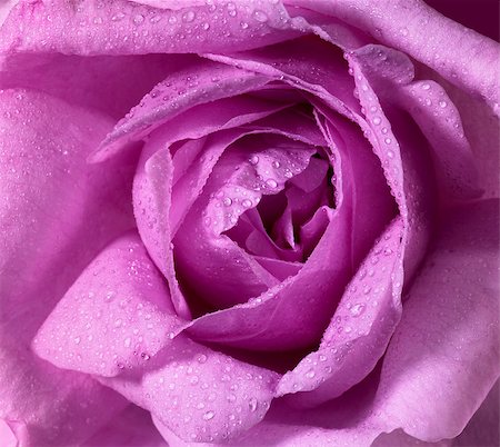 simsearch:649-07648640,k - detail of a wet pink rose flower Stock Photo - Budget Royalty-Free & Subscription, Code: 400-06852253