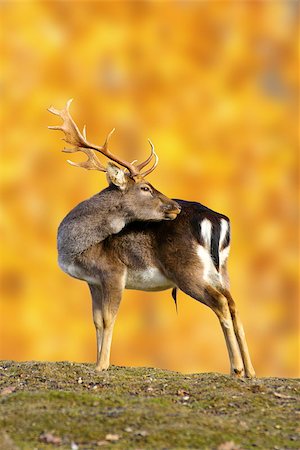 simsearch:400-08348524,k - big fallow deer buck ( dama dama ) in beautiful autumn setting Stock Photo - Budget Royalty-Free & Subscription, Code: 400-06853664