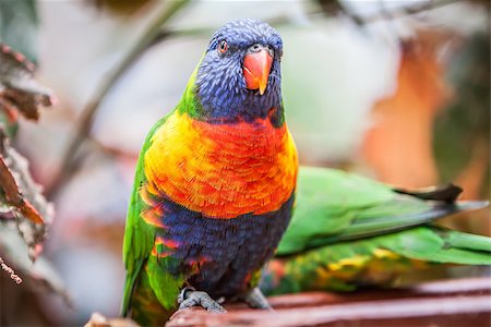 Trichoglossus haematodus also knowed as rainbow parrot Stock Photo - Budget Royalty-Free & Subscription, Code: 400-06853902
