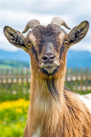 simsearch:400-05294140,k - Goat, typical Bavarian animal on a meadow (Capra aegagrus hircus) Stock Photo - Budget Royalty-Free & Subscription, Code: 400-06853938