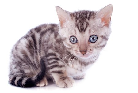 simsearch:400-06391487,k - portrait of a purebred  bengal kitten  on a white background Stock Photo - Budget Royalty-Free & Subscription, Code: 400-06866721