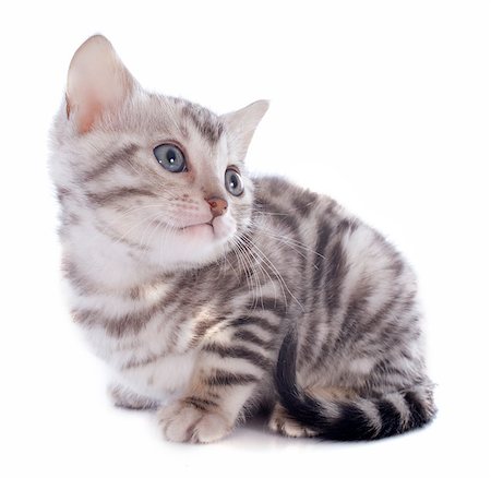 portrait of a purebred  bengal kitten  on a white background Stock Photo - Budget Royalty-Free & Subscription, Code: 400-06866722