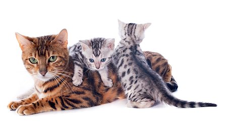 simsearch:400-06391487,k - portrait of a purebred  bengal kitten  and mother on a white background Stock Photo - Budget Royalty-Free & Subscription, Code: 400-06866730