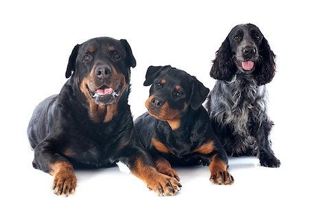 portrait of a purebred puppy rottweiler, adult and cocker spaniel in front of white background Stock Photo - Budget Royalty-Free & Subscription, Code: 400-06866800