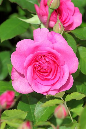 rosy - Pink rose in the garden on a sunny day Stock Photo - Budget Royalty-Free & Subscription, Code: 400-06867241