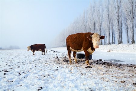 dutch cow pictures - brown cows on snow pasture  in winter, Netherlands Stock Photo - Budget Royalty-Free & Subscription, Code: 400-06867268
