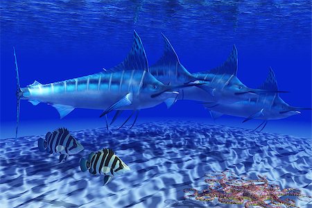 A Basket Starfish slithers across the sand as two Siamese Tiger fish and a pack of Blue Marlin swim by. Stock Photo - Budget Royalty-Free & Subscription, Code: 400-06861722