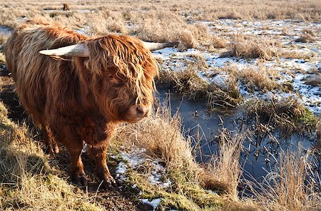 dutch cow pictures - Highland cattle outdoors on pasture in winter Stock Photo - Budget Royalty-Free & Subscription, Code: 400-06875453