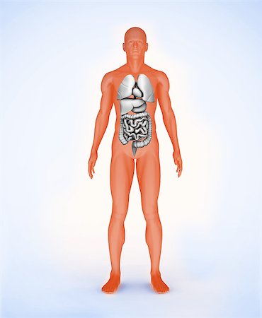 Orange digital body with visible organs standing Stock Photo - Budget Royalty-Free & Subscription, Code: 400-06873010