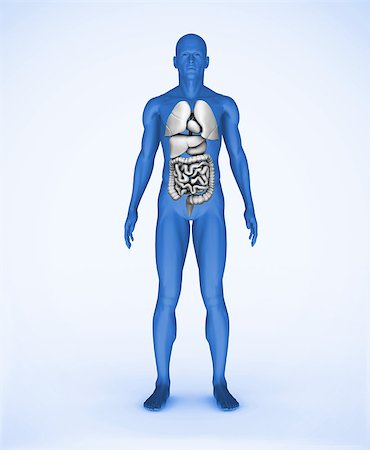 Blue digital human standing with visible organs Stock Photo - Budget Royalty-Free & Subscription, Code: 400-06873011