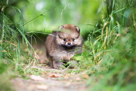 simsearch:400-08402912,k - Small Pomeranian puppy standing on a forest path Stock Photo - Budget Royalty-Free & Subscription, Code: 400-06886753