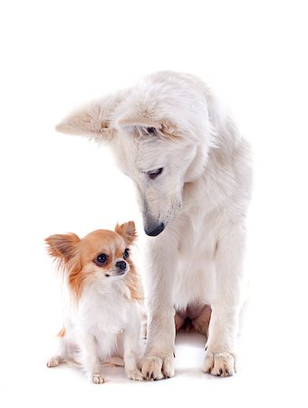 Purebred White Swiss Shepherd and chihuahua in front of white background Stock Photo - Budget Royalty-Free & Subscription, Code: 400-06887269