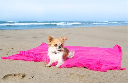 sun dogs - portrait of a cute purebred  chihuahua on the beach Foto de stock - Super Valor sin royalties y Suscripción, Código: 400-06887282