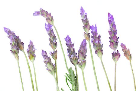 Lavender field  flowers isolated on white background Stock Photo - Budget Royalty-Free & Subscription, Code: 400-06887382