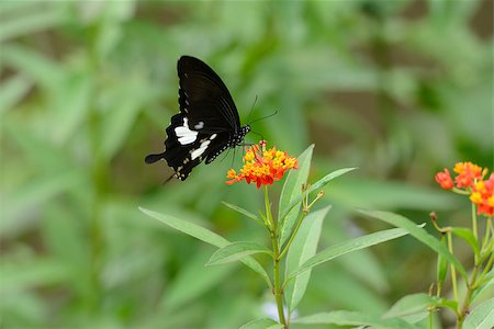 rainforest insects bugs - beautiful Black and White Helen butterfly (Papilio nephelus) on flower near the road track Stock Photo - Budget Royalty-Free & Subscription, Code: 400-06887397