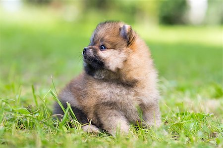 simsearch:400-08402912,k - Tiny Pomeranian puppy sitting in the grass Stock Photo - Budget Royalty-Free & Subscription, Code: 400-06880970