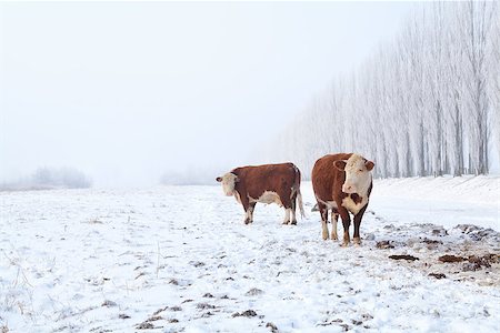 dutch cow pictures - two cows on winter pasture in misty day Stock Photo - Budget Royalty-Free & Subscription, Code: 400-06891781