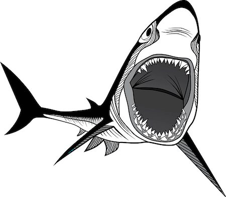 simsearch:400-05123541,k - Shark fish head symbol for mascot or emblem design, logo vector illustration for t-shirt. Sketch tattoo design. Stock Photo - Budget Royalty-Free & Subscription, Code: 400-06892062
