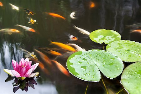 painterly - Lily Pad Leaf and Pink Flower Floating in Koi Fish Pond Foto de stock - Super Valor sin royalties y Suscripción, Código: 400-06892442