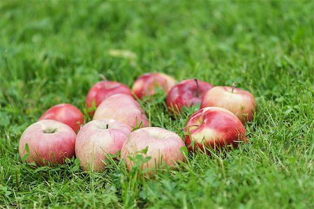 simsearch:846-03164224,k - red ripe apples on fresh green grass, summertime Stock Photo - Budget Royalty-Free & Subscription, Code: 400-06915645