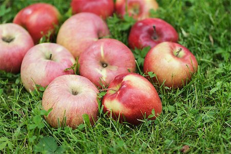 simsearch:846-03164224,k - red ripe apples on fresh green grass, summertime Stock Photo - Budget Royalty-Free & Subscription, Code: 400-06915646