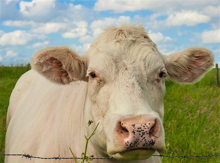 simsearch:400-05135877,k - beautiful cow in the grass Photographie de stock - Aubaine LD & Abonnement, Code: 400-06915949