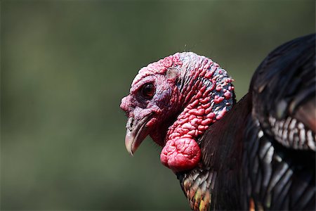 Closeup portrait of big turkey on dark green background Stock Photo - Budget Royalty-Free & Subscription, Code: 400-06916305