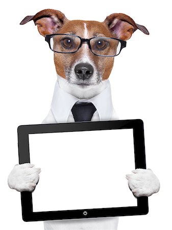 business dog with a tablet pc and glasses Stock Photo - Budget Royalty-Free & Subscription, Code: 400-06916470